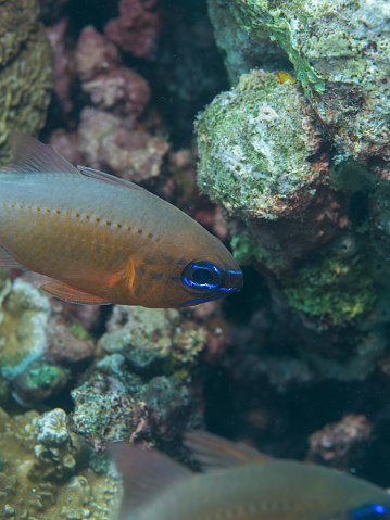 Ostorhinchus aureus swims among rocks in coral reefs