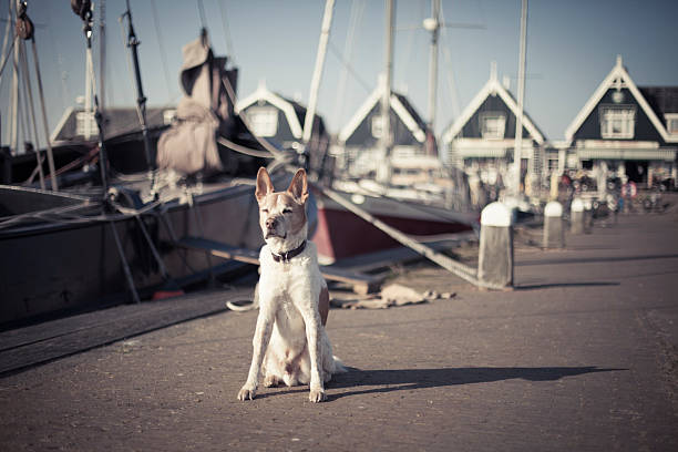 Lazy dog in the harbor stock photo