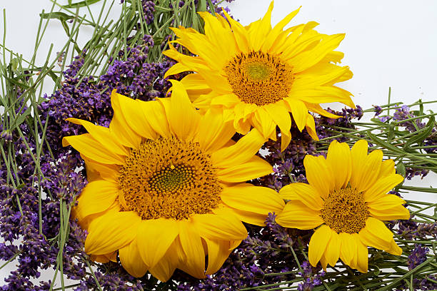 lavanda e girassóis - macro close up sunflower france - fotografias e filmes do acervo