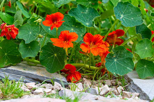 Orange Nasturtium flower Tropaeolum majus is edible and makes an attractive ground cover.