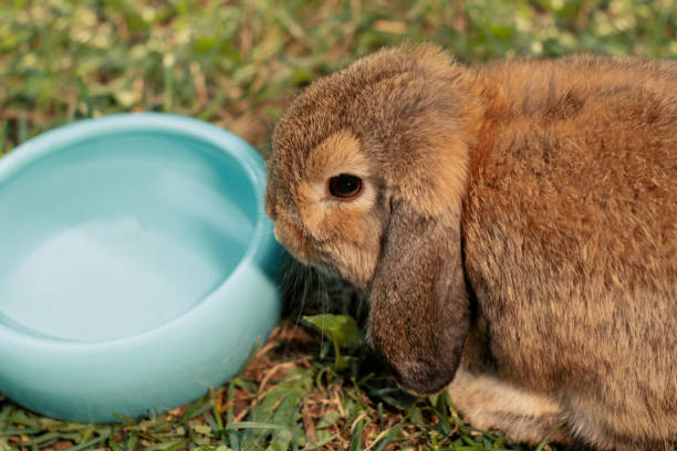istock Miniature Lop with ears down next to water bowl in outdoors, close up 1783496990