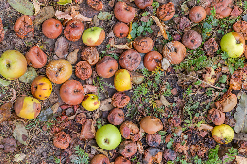 Fallen ripe green apples, in the main damaged and rotten lie on the ground in autumn overcast day, top view