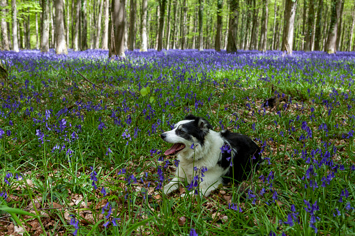 A Border Collie dog resting on her walk on a carpet of bluebells (Hyacinthoides non-scripta), Inholmes Wood, Stoughton, West Sussex, UK