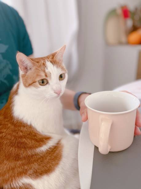 istock Cute kitten sitting on a men knees near the table and cup on the kitchen 1783512639