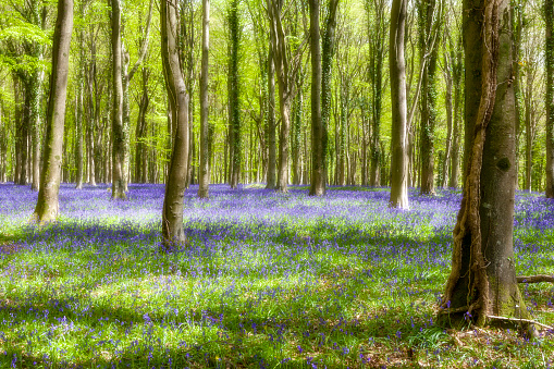 Romantic soft-focus view of open woodland with a carpet of bluebells (Hyacinthoides non-scripta) under beech trees (Fagus sylvatica) in new Spring leaf, Inholmes Wood, Stoughton, West Sussex, UK