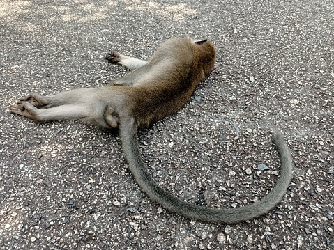 Monkey sleeping on the ground in in malaysia. photo taken in malaysia