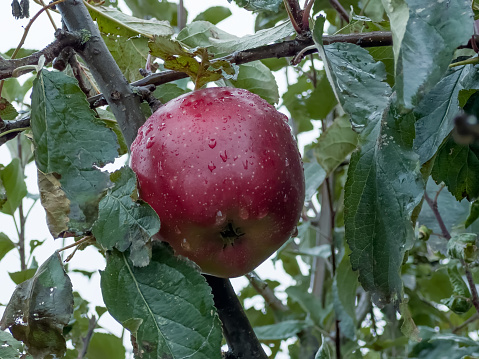 Dark red apple covered with water drops after rain on the branch of apple tree in an orchard in overcast weather, close-up