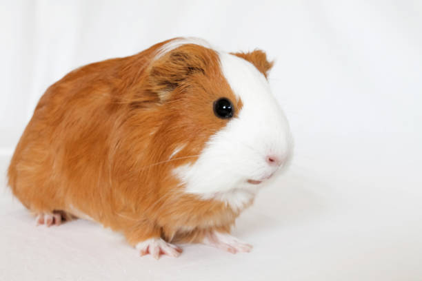 istock Red-white guinea pig on a white background 1783513829