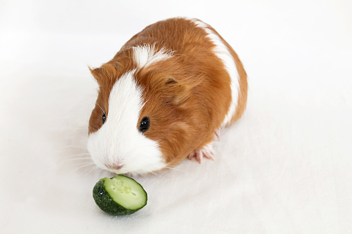 Red-white guinea pig eating cucumber on white background