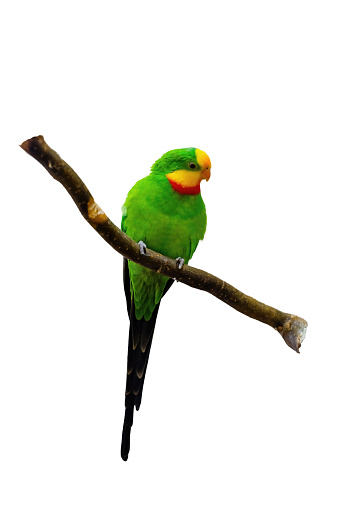 fischeri lovebird parrot on a white background