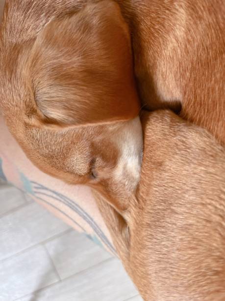 istock Cute sleepy ginger puppy, vertical closeup photo 1783517017