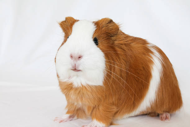 istock Red-white guinea pig on a white background 1783517322
