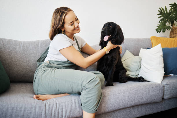 cuidado, amor e mulher com cachorro no sofá de casa para relaxar e brincar com animal. dono de animal de estimação, pessoa feliz e asiática no chão com companheiro, sorriso e bem-estar ou amizade e juntos em apartamento aconchegante - dog multi ethnic group people one person - fotografias e filmes do acervo