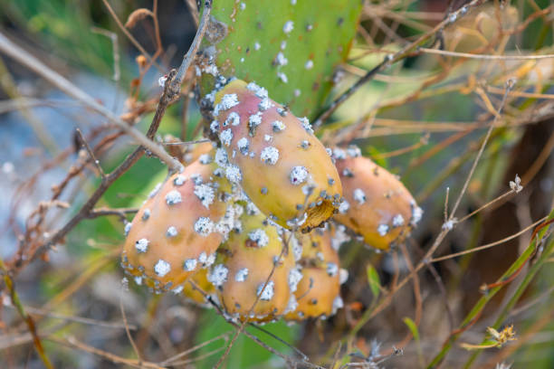 Maconellicoccus hirsutus, (also known as the pink, grape or hibiscus mealybug) pest on a Opuntia ficus-indicaTenerife, Canary Islands