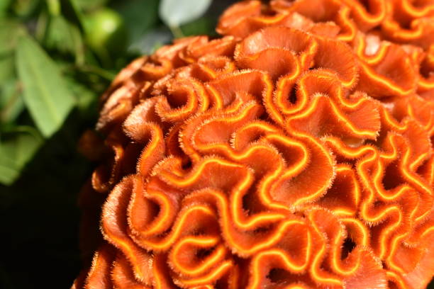 istock Close up on a coral looking flower. 1783520930