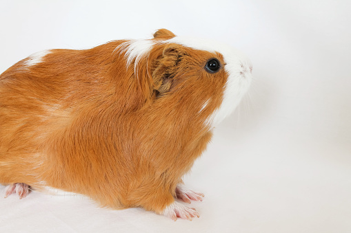 Red-white guinea pig on a white background