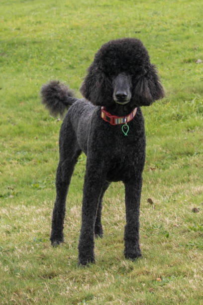 istock Black standard poodle standing in the grass 1783522814