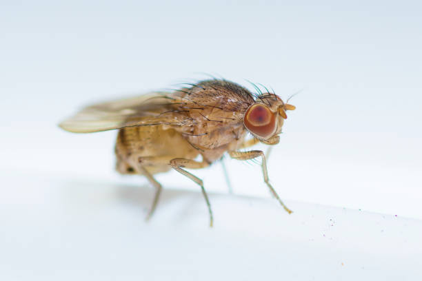 istock Female common fruit fly, Drosophila Melanogaster 1783522842
