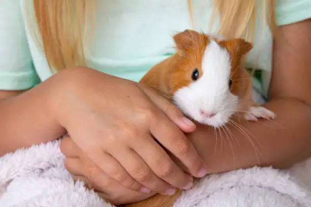 A guinea pig sits in the hands of the hostess. A girl holds a red-and-white guinea pig in her arms