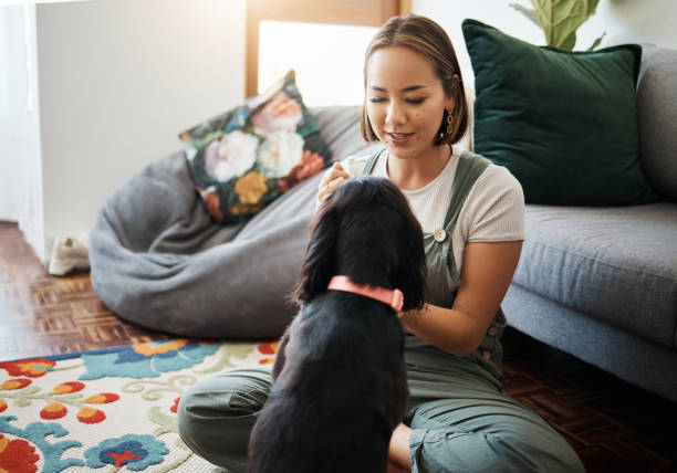 amor, cuidado e mulher com cão no salão de casa para relaxar e brincar com o animal. dono de animal de estimação, felicidade e pessoa asiática no chão com afeto, companheiro e bem-estar ou amizade em apartamento aconchegante - dog multi ethnic group people one person - fotografias e filmes do acervo