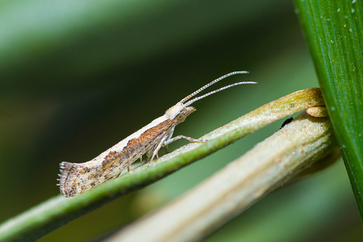 Selective focus on Diamondback Moth, Plutella Xylostella