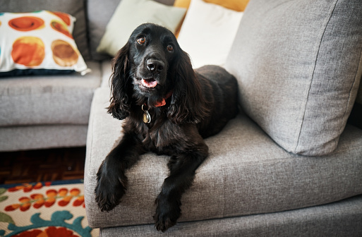 Relax, loyalty and a pet dog on a sofa in the lounge of a home as a domestic pet or companion. Couch, living room and a cute cocker spaniel waiting in a house with trust while lying on furniture