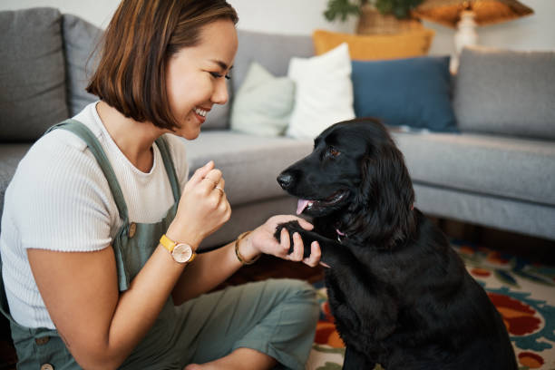 amor, pata e mulher com cão no salão de casa para relaxar e brincar com o animal. dono de animal de estimação, felicidade e pessoa asiática no chão para treinamento companheiro, cuidado e bem-estar ou amizade em apartamento aconchegante - dog multi ethnic group people one person - fotografias e filmes do acervo