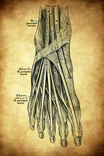 The muscles on the dorsal side of the foot