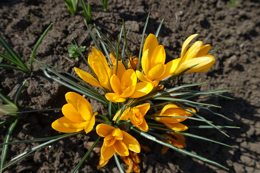 Amber yellow flowers of crocuses in mid March