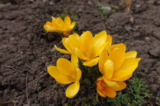 Blossom of amber yellow crocuses in March