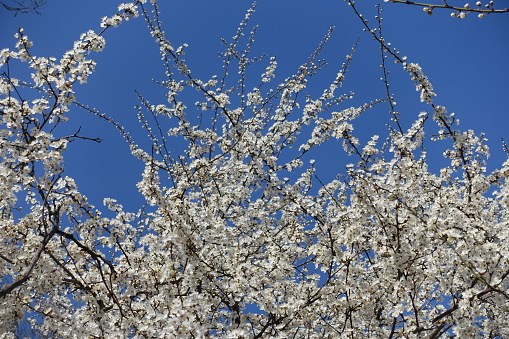 A slew of white flowers of blossoming plum tree against blue sky in March