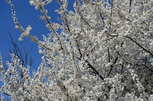 Abundant white flowers of blossoming plum tree against blue sky in April