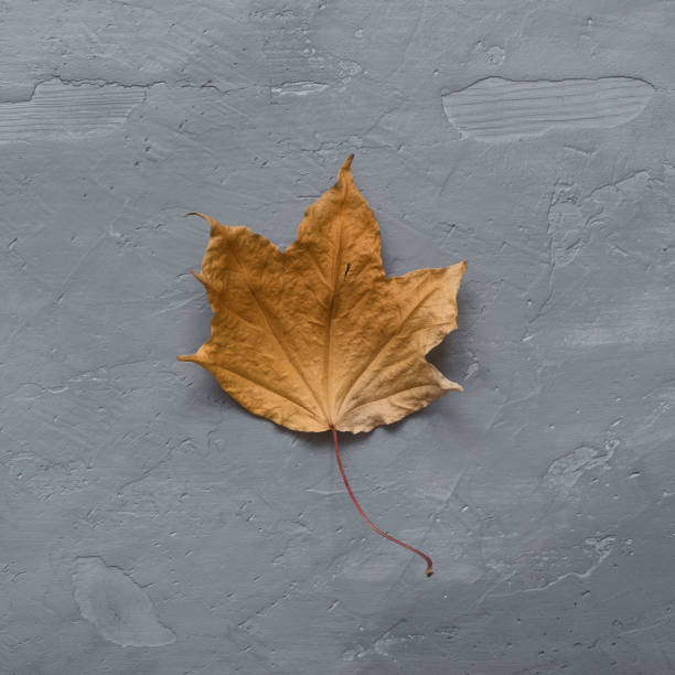 istock Autumn composition. Dried autumn maple leaf on dark gray concrete background. Minimal concept. Flat lay 1783534197