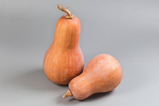 Two whole ripe butternut squash of different sizes on a gray background
