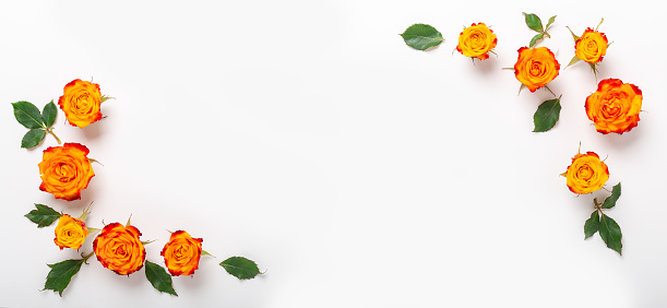 Flowers composition. Long banner with orange rose flowers and green leaves on white background. Mothers day, womens day concept. Flat lay, top view