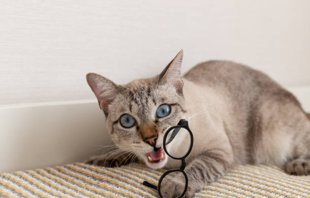 istock Young funny cat biting glasses at home 1783541918
