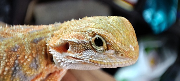 Hypo het trans Bearded Dragon Juvenile starring at me with those cute little black eyes,very beautiful yellow skin