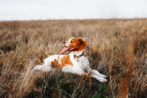 Red-and-white hunting dog of the Epagnol Breton breed close-up