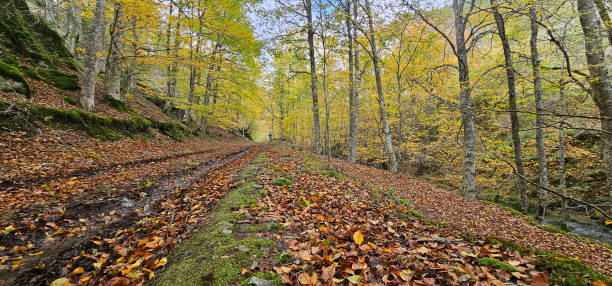 istock Mountain landscape in autumn 1783549076