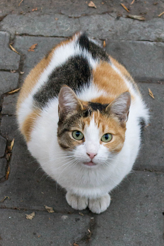 Calico cat looking up