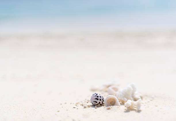 istock Minimalistic background with seashells and seascape. Copy space 1783555441