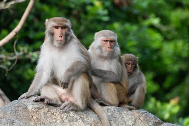 istock Family of three macaque monkeys 1783557494
