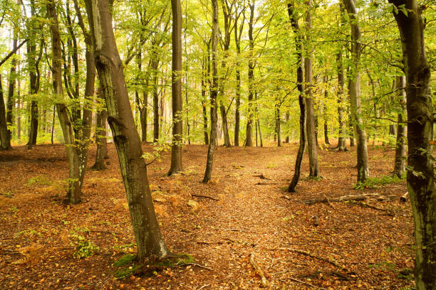 istock Beech forest in the fall. Green and colored leaves. Orange-brown leaves 1783560938