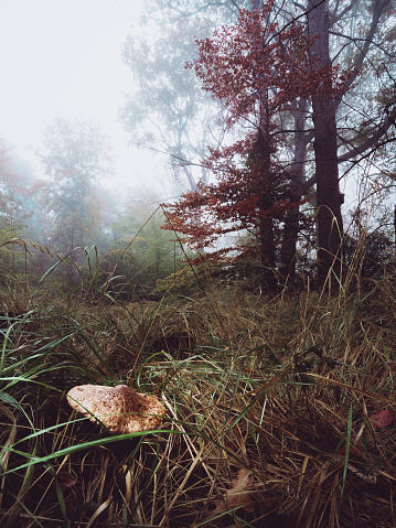 Misty Mushroom in a foggy mornin in Hambach Forest