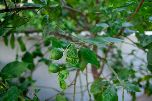 Lemon tree. Lemon fruit ripen on the branch. Lemon tree foliage background. Green leaves foliage. Unripe green fruit.