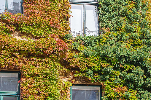 Wall covered in red ivy autumn leaves. Red, yellow and green autumn leaves on the wall, background. Red leaves of maiden grapes, autumn colors. Wall of old house or mansion is overgrown with ivy. Fall season, October, November.