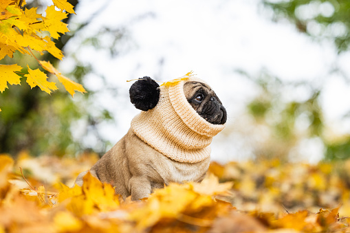 Beige pug in a hat with pom-poms surrounded by yellow autumn leaves