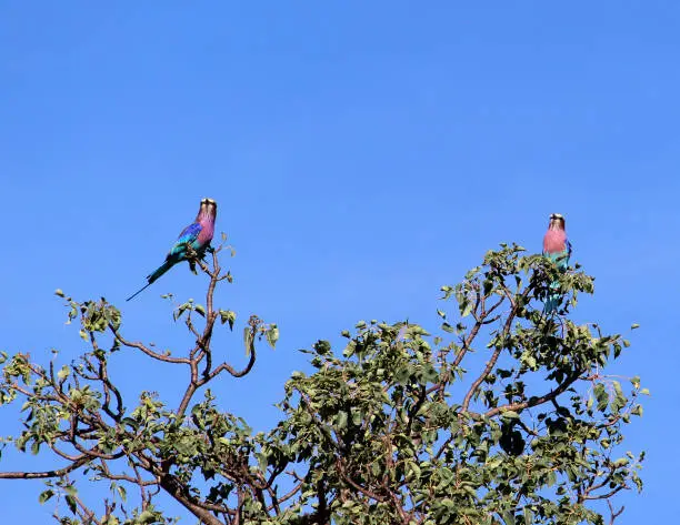 Photo of A pair of Lilac-breasted roller perched on a tree : (pix Sanjiv Shukla)