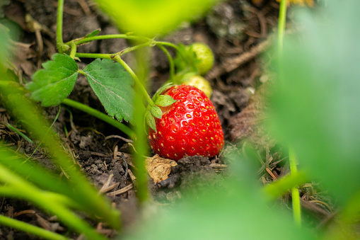 Female hand harvesting red fresh ripe organic strawberry in garden. Woman picking strawberries in field, closeup.