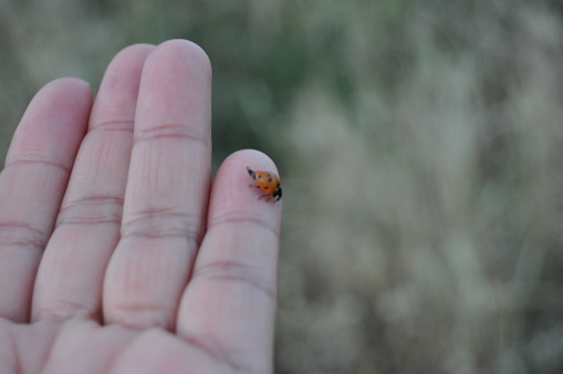 Ladybug walking on a girl's hand, Colombia